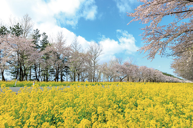 大潟村 桜・菜の花ロード