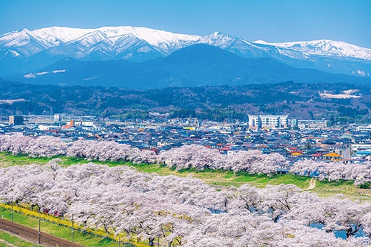 白石川堤一目千本桜