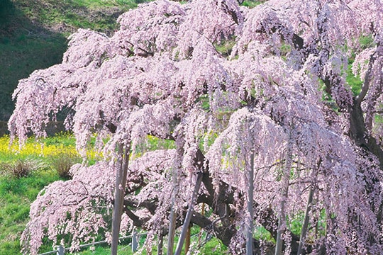 三春滝桜