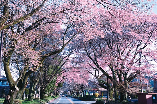 日光街道桜並木