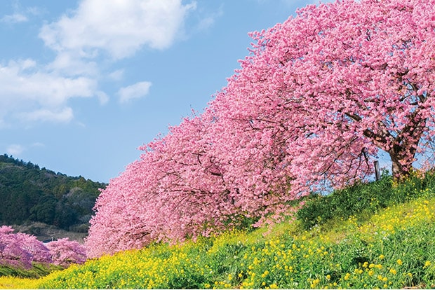 河津桜