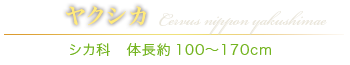 ヤクシカ