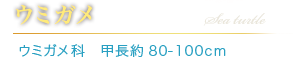 ウミガメ