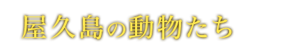 屋久島の動物たち