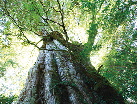 九州のおすすめ観光情報